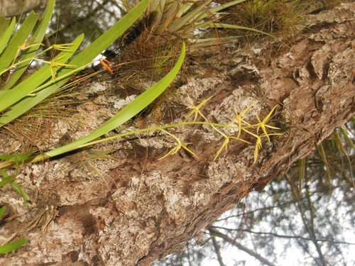 Prosthechea rhynchophora, photograph 6