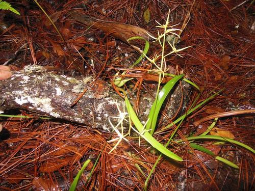 Prosthechea rhynchophora, photograph 3