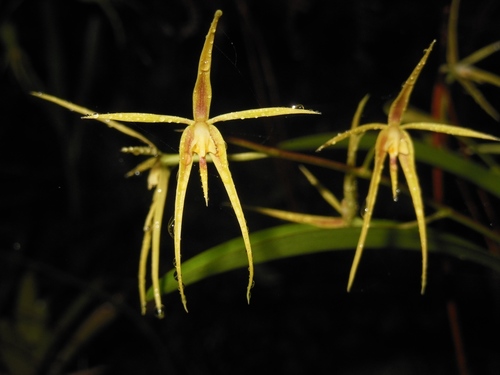 Prosthechea rhynchophora, photograph 4