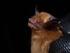 Yucatan Yellow Bat photo 4