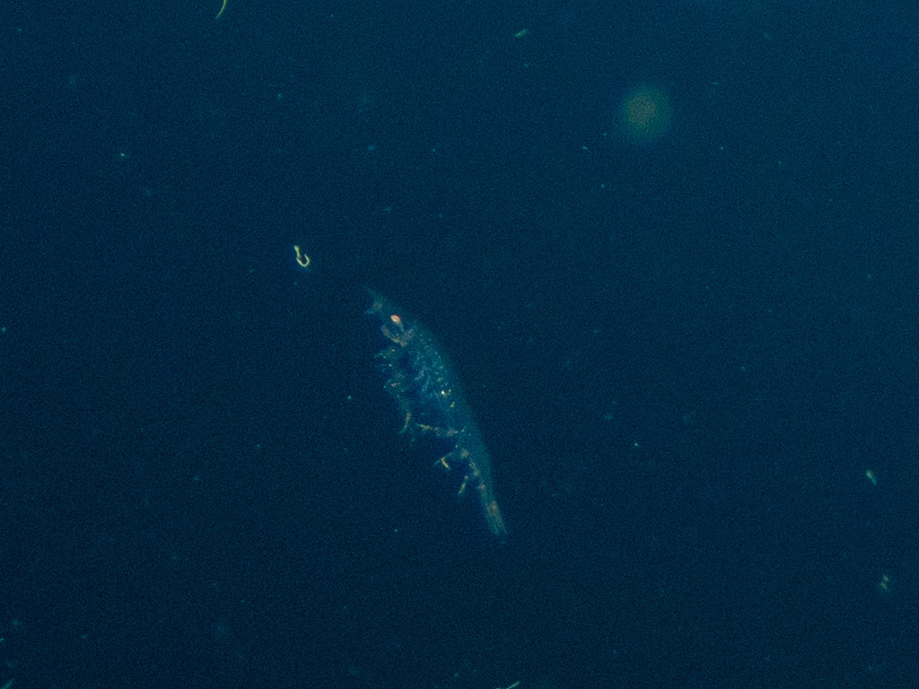 Oxycephalus clausi