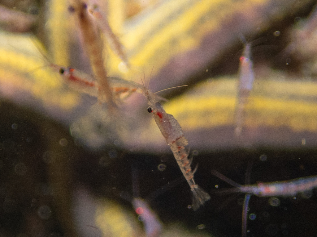 Pacific krill