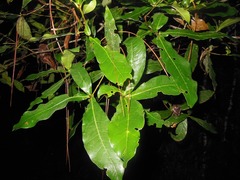 Quercus sapotifolia