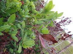 Quercus sebifera