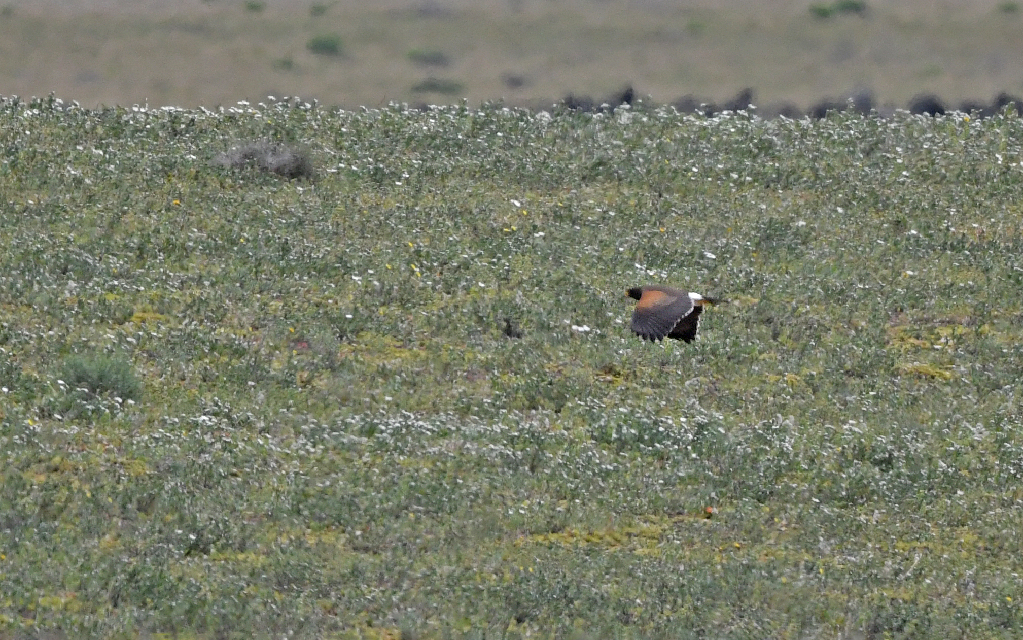 Águila de Harris