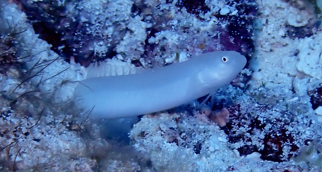 Pugjaw wormfish (Cerdale floridana) — Microdesmidae
