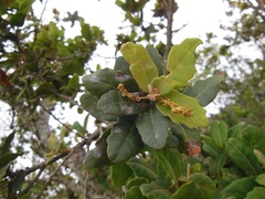 Quercus sebifera