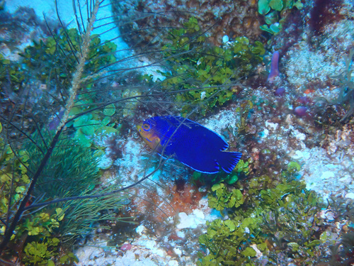 Dwergkeizersvisje (Centropyge argi) — Pomacanthidae — 4