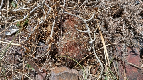 Parodia concinna