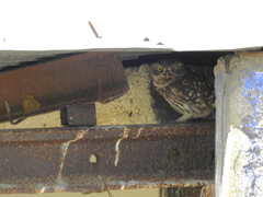 Athene noctua vidalii
