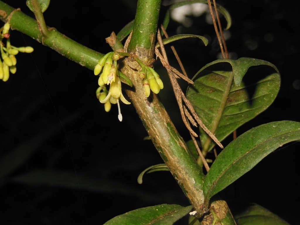 Hoffmannia steyermarkii