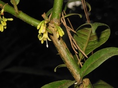 Hoffmannia steyermarkii