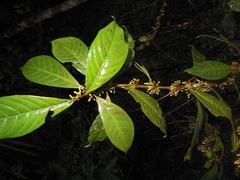 Hoffmannia steyermarkii