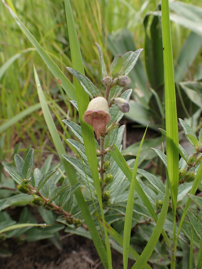 Linariopsis