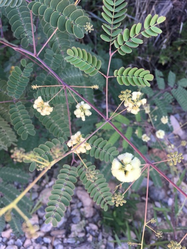 Acacia tequilana