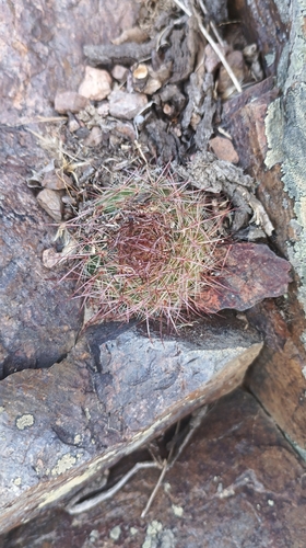Parodia concinna