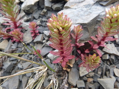 Epilobium pycnostachyum