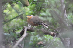 Morococcyx erythropygus