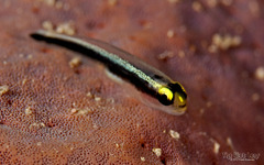 Spotlight Goby photo 5