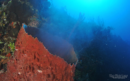 Giant barrel sponge