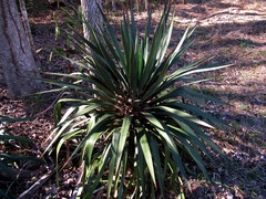 Yucca gloriosa tristis