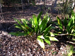 Aspidistra elatior