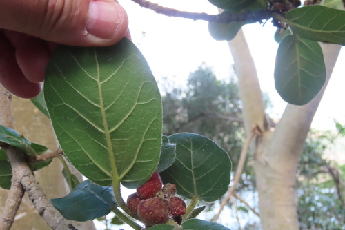 Ficus glumosa, photograph 3