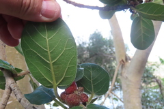Ficus glumosa, photograph (c) Bruno - Yolande Zanette, some rights reserved (CC BY)