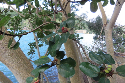 Ficus glumosa, photograph 4