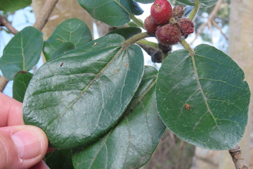 Mountain rock fig (Ficus glumosa)