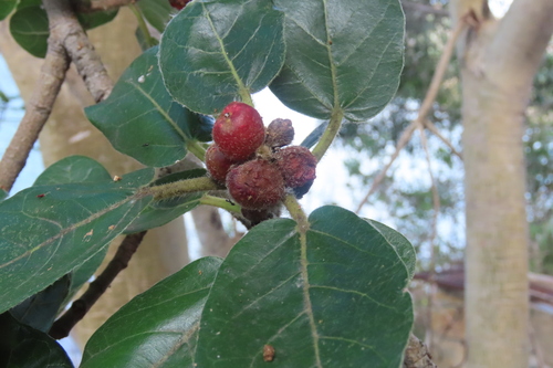 Ficus glumosa, photograph 2