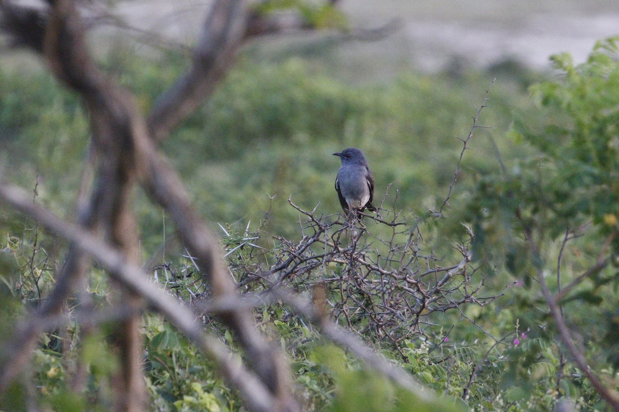 Grey-bellied Cuckoo (Cacomantis passerinus), photo 1