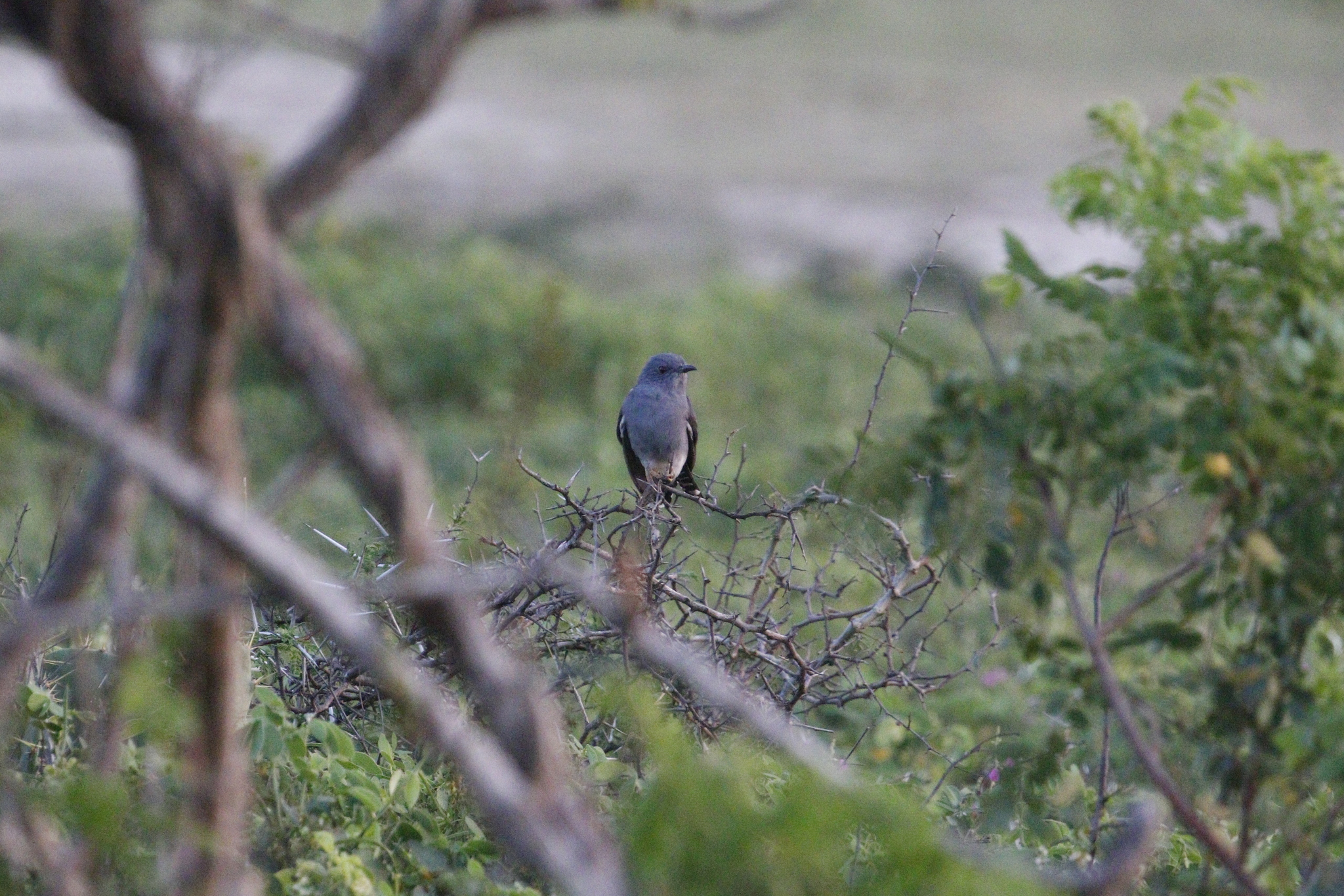 Grey-bellied Cuckoo (Cacomantis passerinus), photo 2