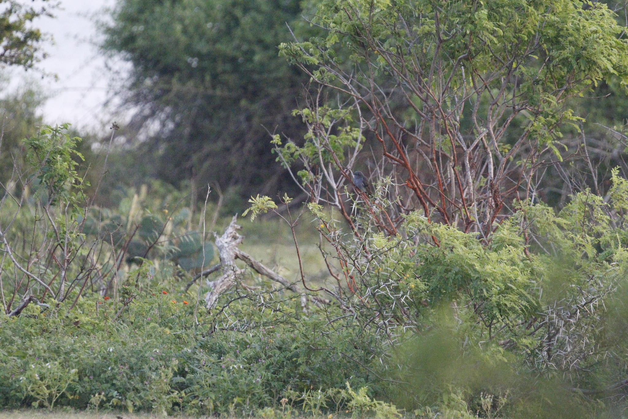 Grey-bellied Cuckoo (Cacomantis passerinus), photo 4