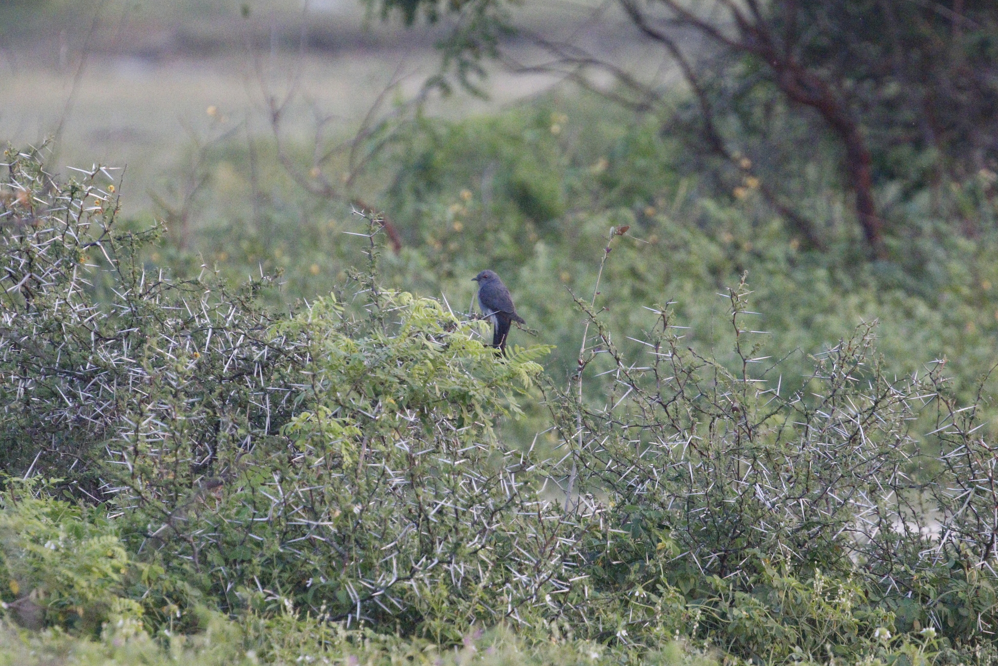 Grey-bellied Cuckoo (Cacomantis passerinus), photo 3