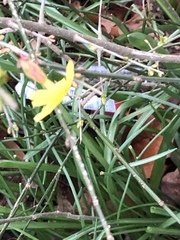 Jasminum nudiflorum