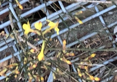 Jasminum nudiflorum