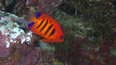 Centropyge loriculus