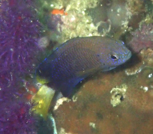 Pomacentrus leptus observed 2026-02-10