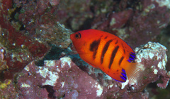 Centropyge loriculus