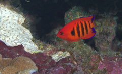 Centropyge loriculus