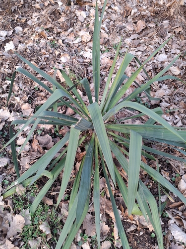 Weak-Leaf Yucca (Yucca flaccida)