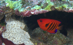 Centropyge loriculus