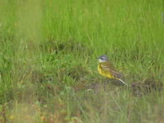 Motacilla flava iberiae