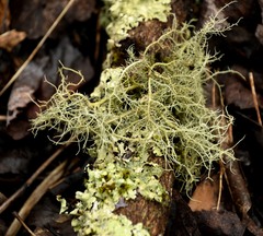 Usnea subfusca