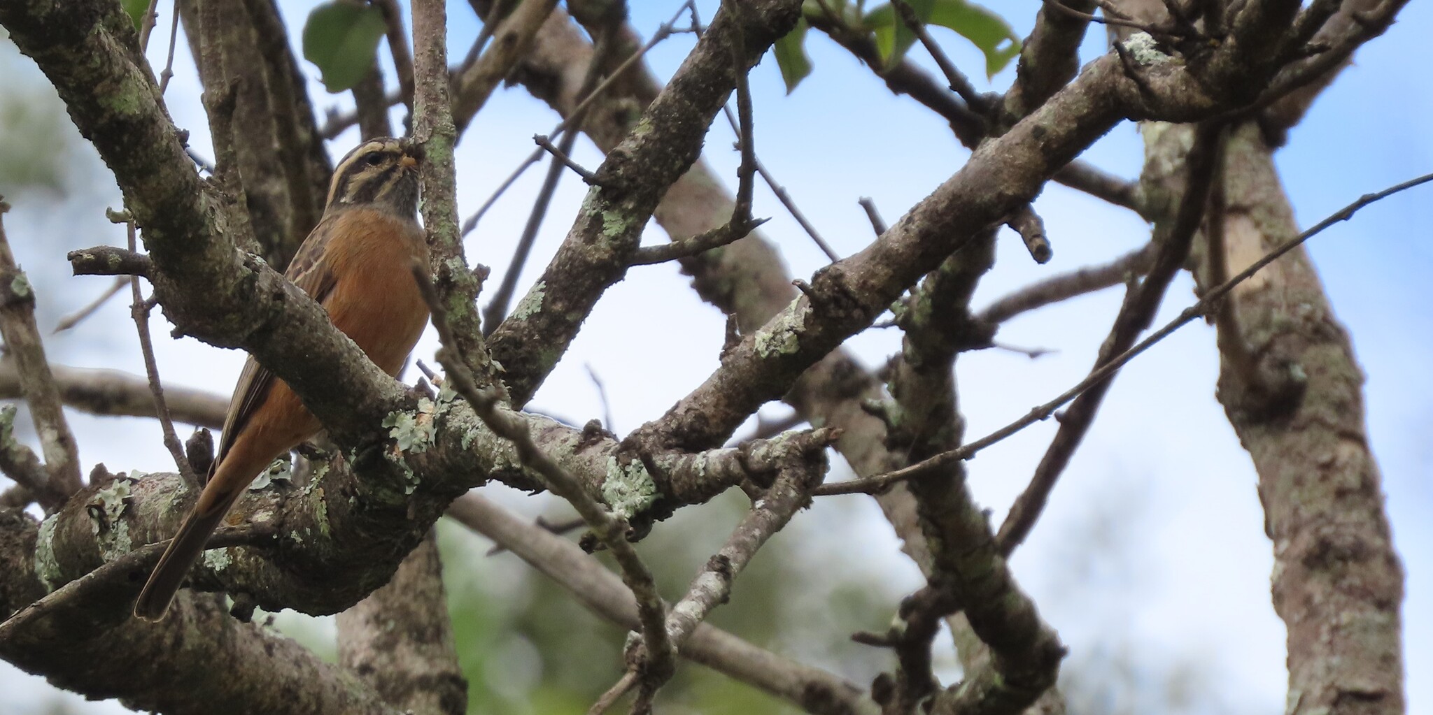 Cinnamon-breasted Bunting (Emberiza tahapisi), photo 6