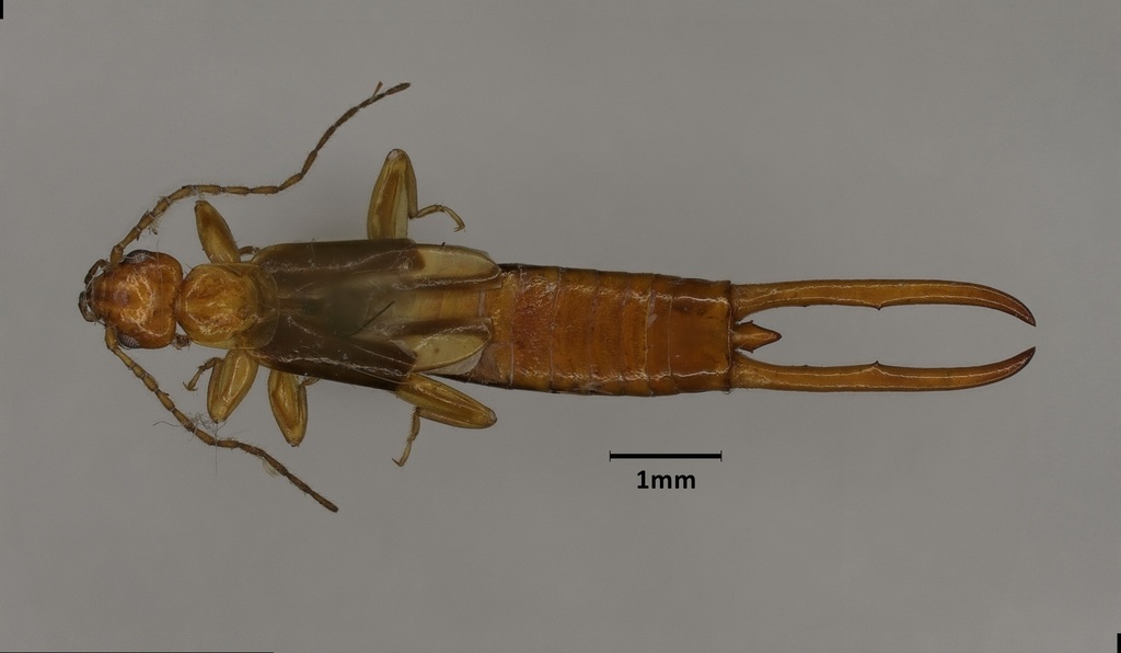 Sparatta incerta