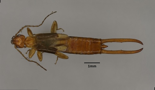 Sparatta incerta