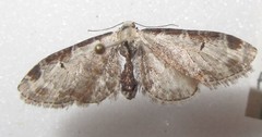 Eupithecia ravocostaliata