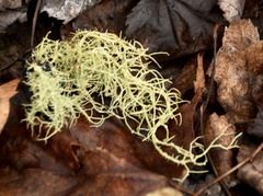 Usnea subfusca